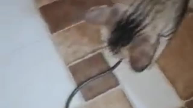 Amazing Cat Attack To Snake