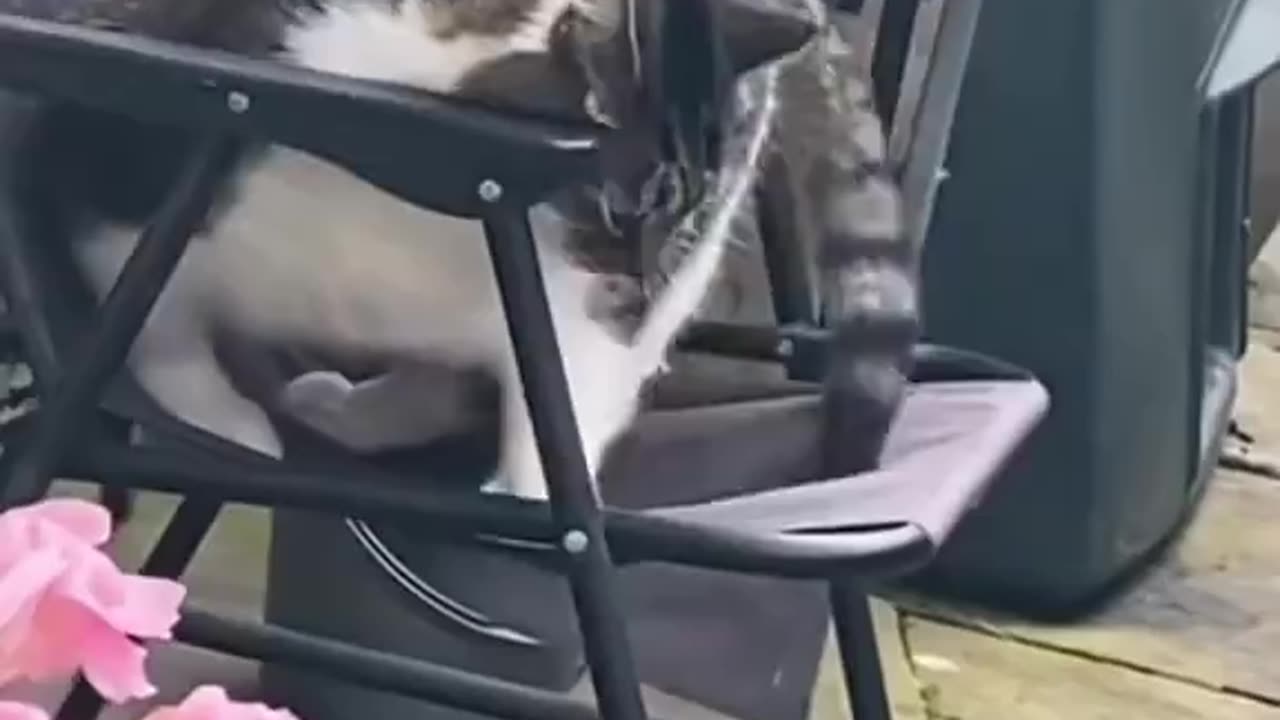 You need a diet 🤣