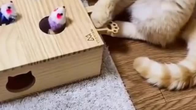 Funny cat