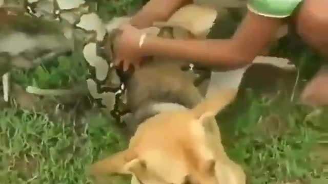 Brave Kids Rescued Dog From Python's Strangle