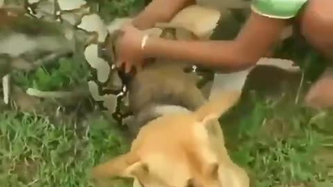 Brave Kids Rescued Dog From Python's Strangle