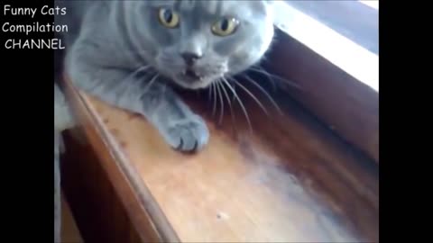 Angry Cats Compilation - Funny Cats Compilation