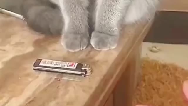 Baby Cats - Cute Funny Cats Videos