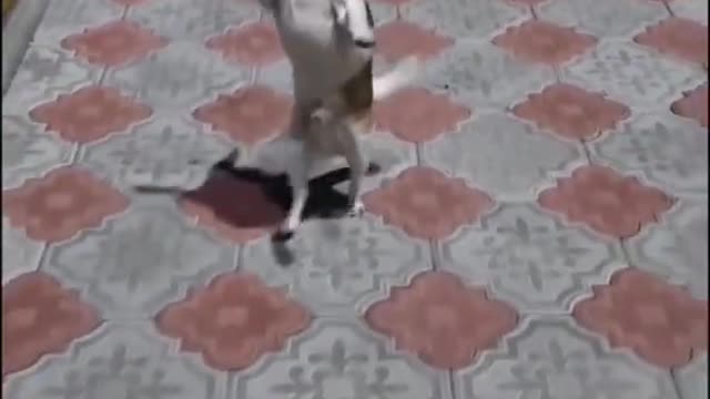 Funny Dogs from Tik Tok - Try not to laugh - Funny Dog - Funny Animals Life - Cute Dogs 😍😍😍 #Shorts