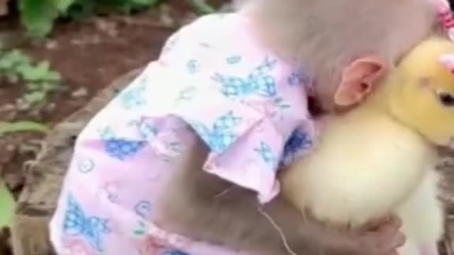 A small monkey plays with a chicken