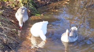 Cotton Patch Geese on Lake Catherine