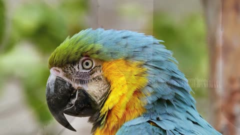 Beauty Parrots Compilation