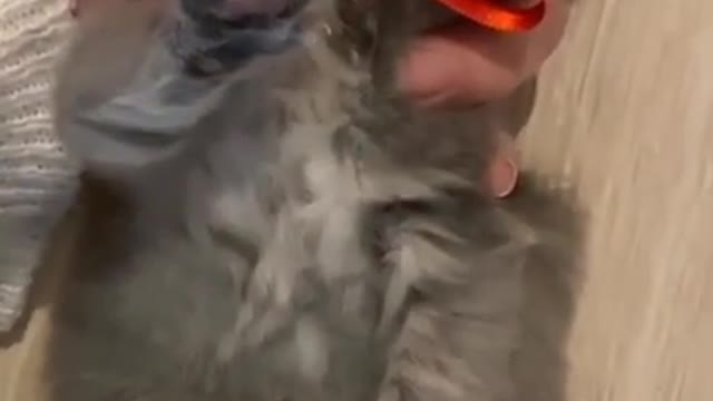 Great Dane cat loves jumping sprinklers