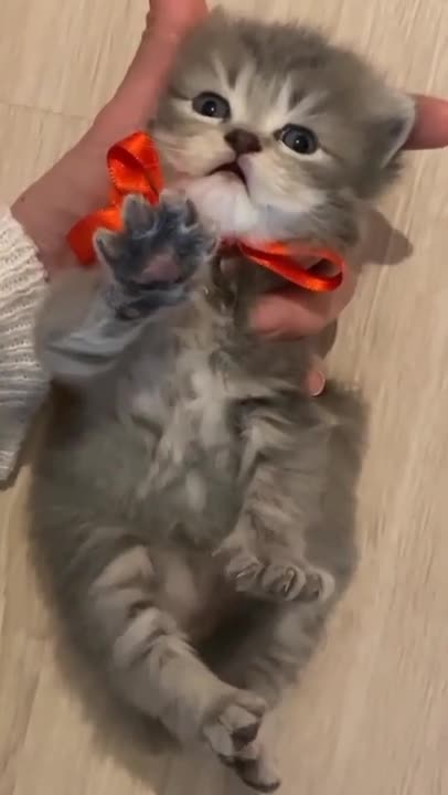 Great Dane cat loves jumping sprinklers