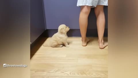 Little Potato Golden Puppy Waiting For Dinner