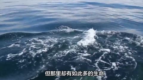 海峡是江豚物种的热点地区