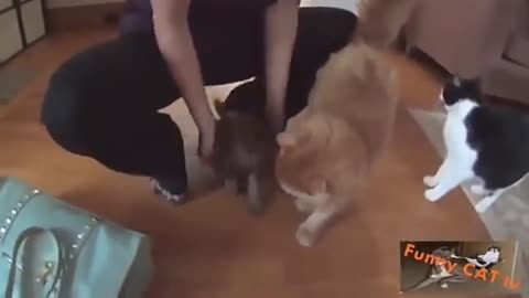 Cute Cats and Dog.