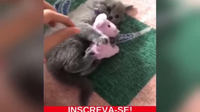 FUNNY PETS PART 1 !# Shorts