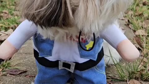 The Many Costumes Of Rosie (Featuring Rosie The Shihtzu)