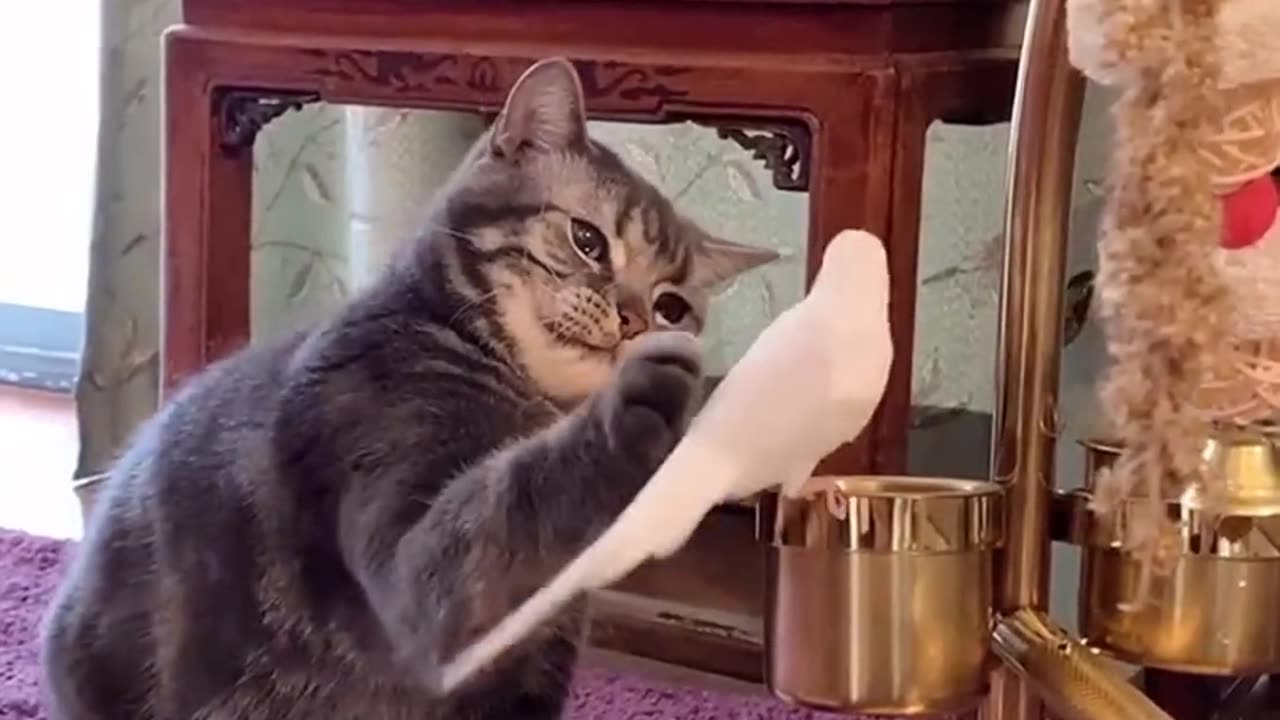 Watch this cat trying to make a new feathered friend!