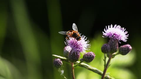 Watch the bee and have fun