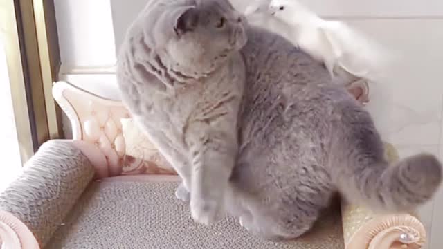 You'll Get A Cat After Watching This ❤️️ Cute Cats Showing Love To friend