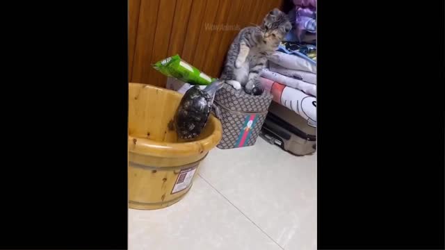 Funny pets compilation