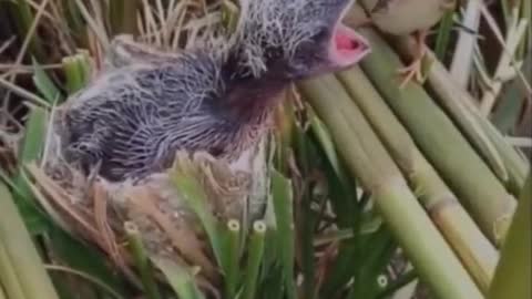 A bird feeding another bird's chic