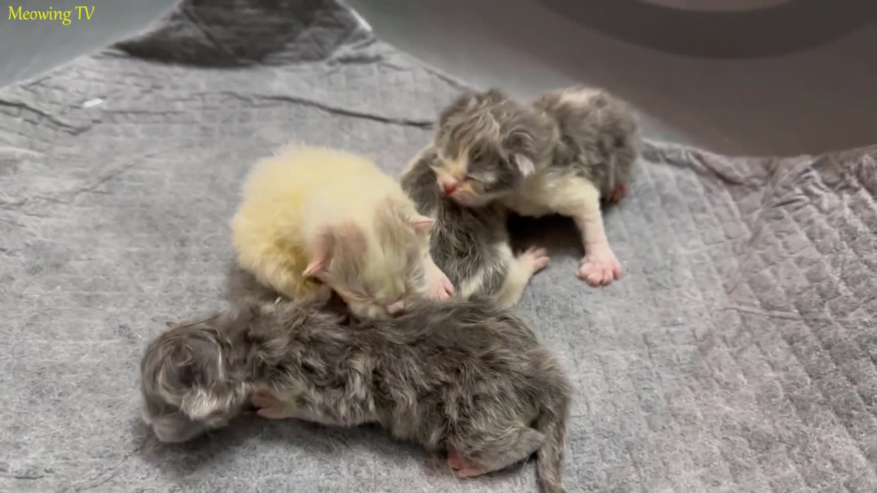 The cry of newborn kittens