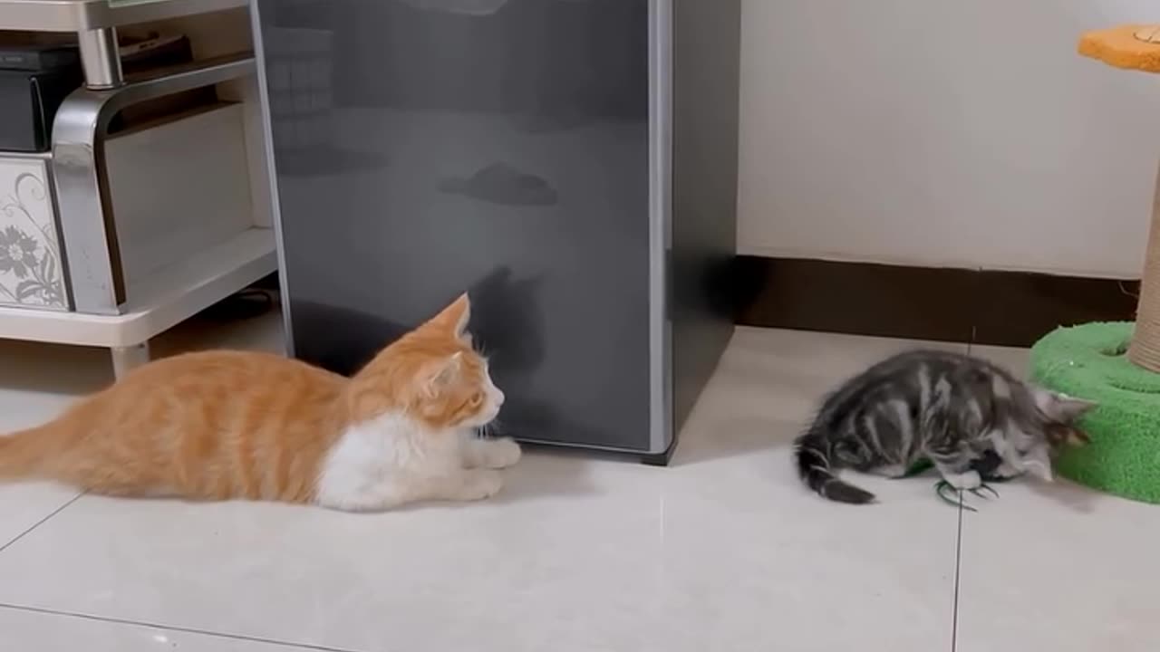 Kitten fell backwards funny