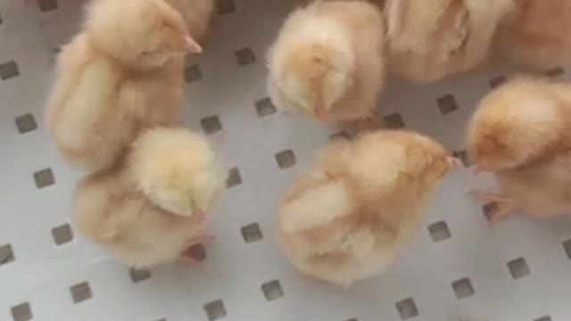 Cute Baby Chickens - Funny Baby chicks