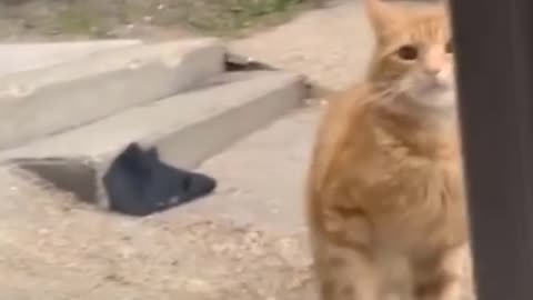 Cat hitting an invisible glass