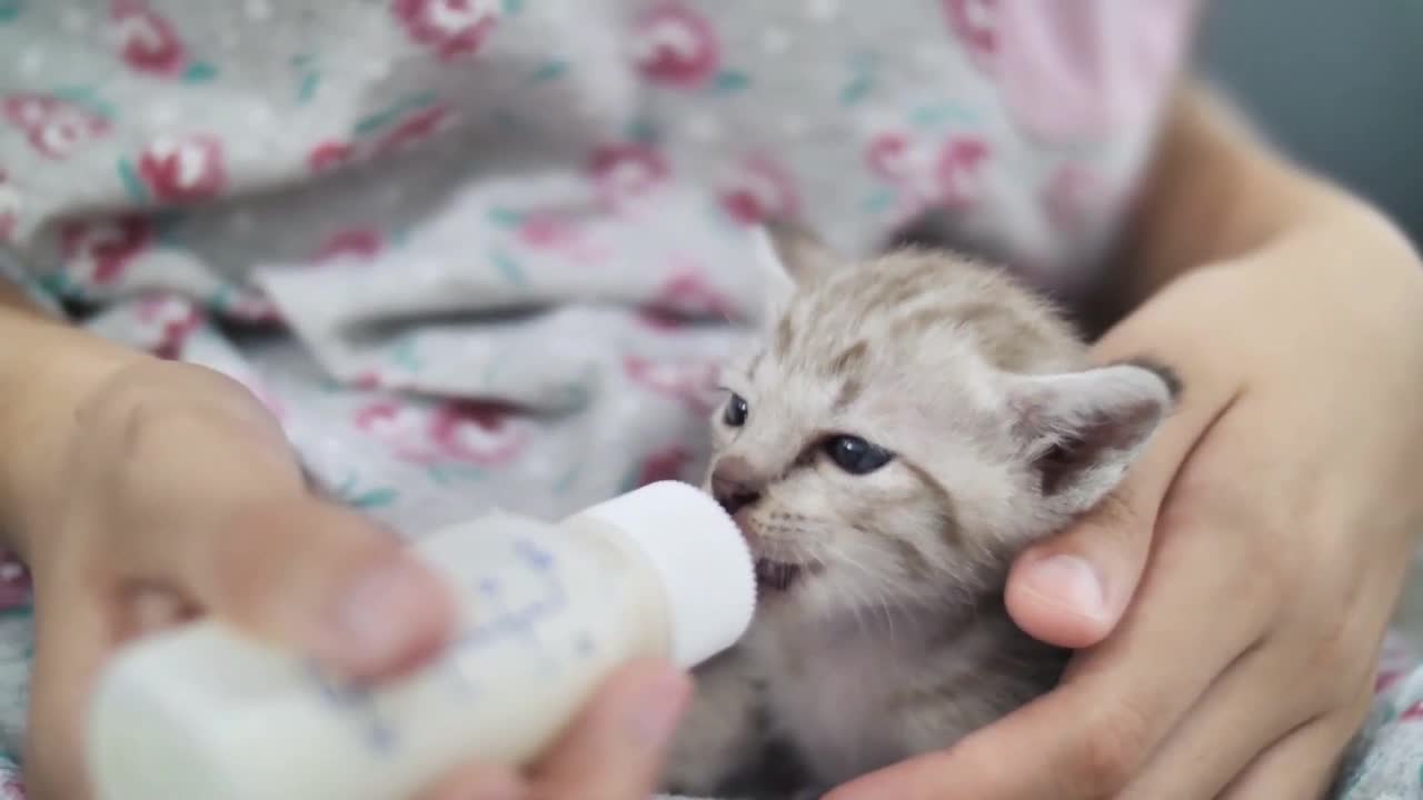 Feeding a cat