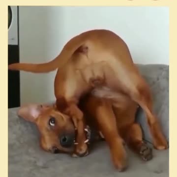 cute animals dog cat bird