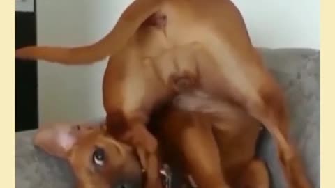 cute animals dog cat bird