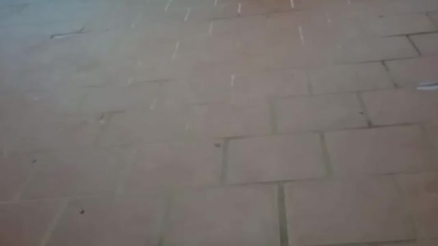 when the puppies play