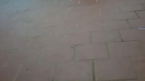 when the puppies play