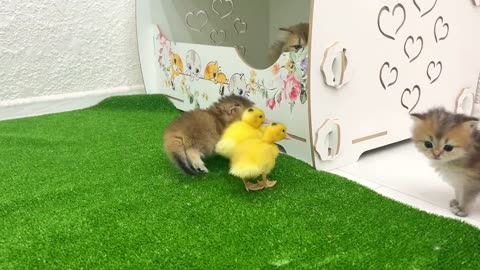 Little kittens meet ducklings for the first time and take them to mom cat
