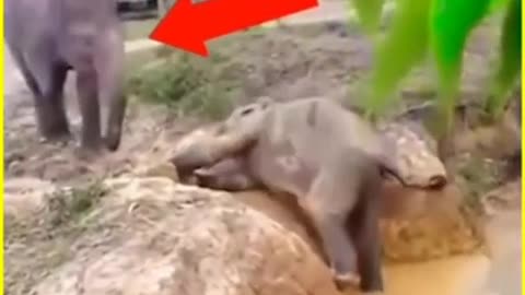 Baby elephant trapped in a pit #viralshorts #viralvideo #shorts #animals #elephant #motherlove