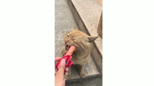 Cute kittens_ Baby Cats_ Cute and Funny_ Cat Videos Funniest cats and dogs 🐶🐱 part 11