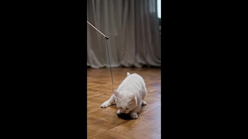 A cute white cat playing