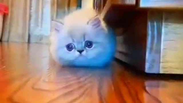 Hilarious Cat Viral Videos | Ultimate Cat Compilation 2019