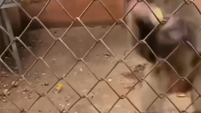 Funny Monkey Eating Food