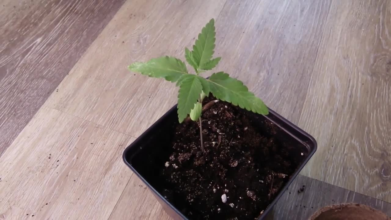 34 STREET BUBBA KUSH GROW DAY 18