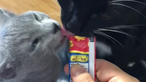 Two cats are eating snacks together.