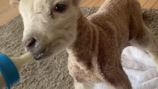 Lamb Crying for Mama