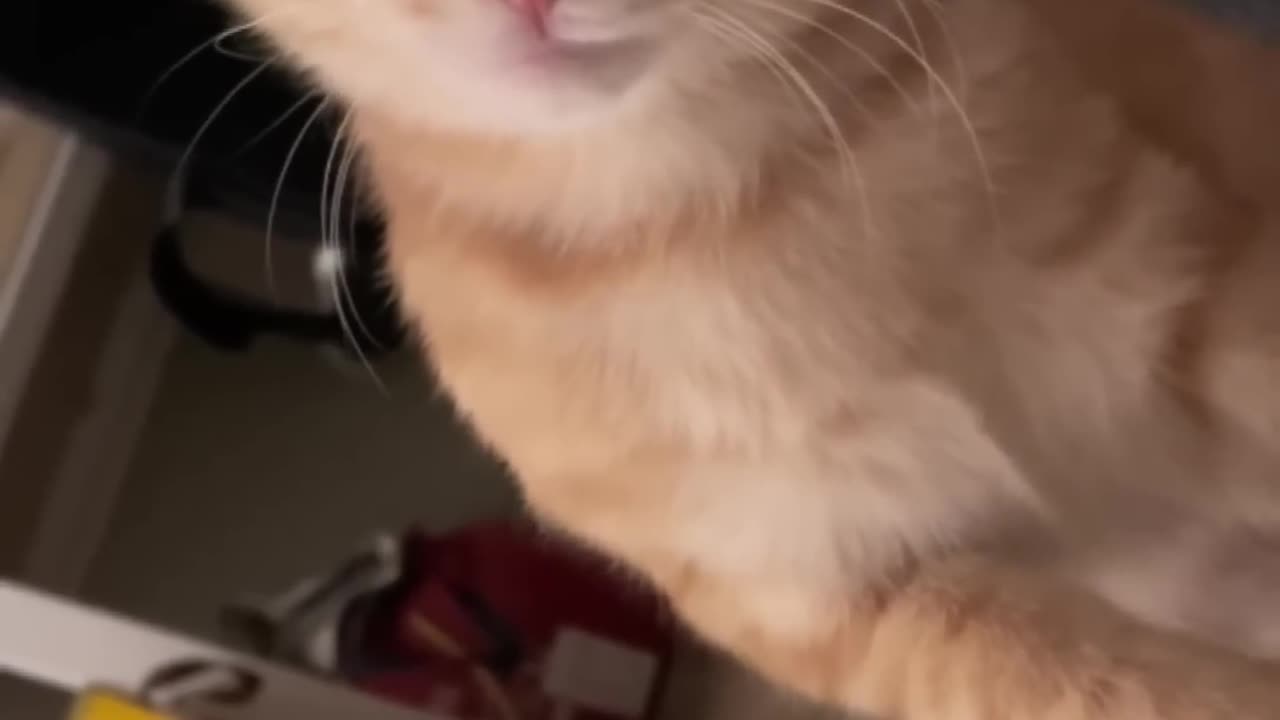 LOL,_Crazy_Funny_Smart_Cats_Videos_Best_Cat_Shorts
