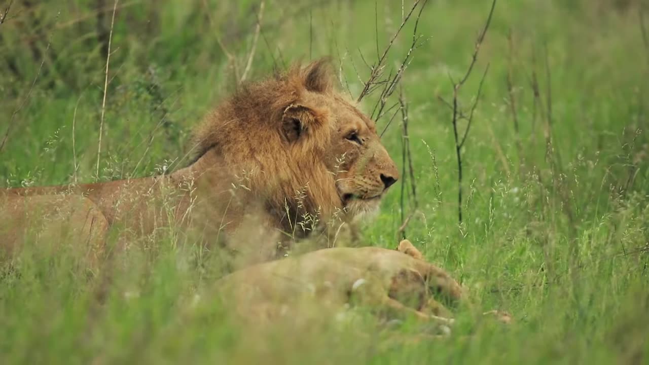 Male Lion Free Animal Videos