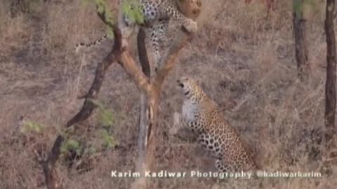 Wildlife in closer view with a natural perspective.