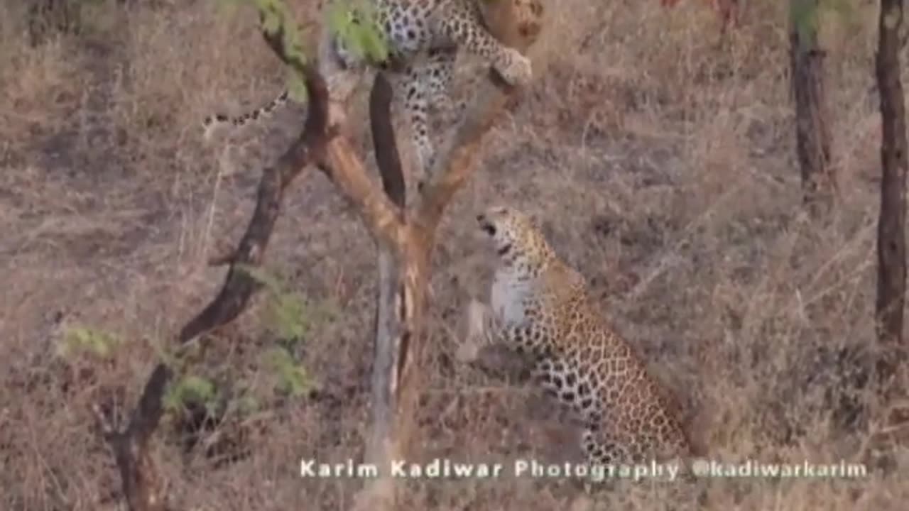 Wildlife in closer view with a natural perspective.