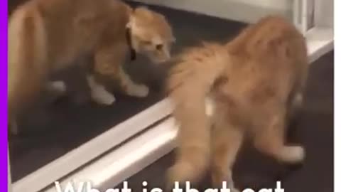 Cat's madness looking at himself in the mirror #shorts #viral #shortsvideo #video