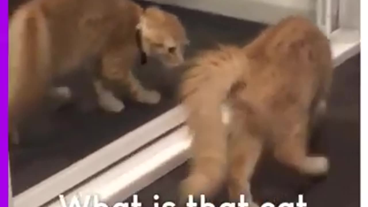 Cat's madness looking at himself in the mirror #shorts #viral #shortsvideo #video