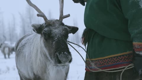 A reindeer in the far North