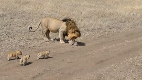 Lion father would like to abandon his small children