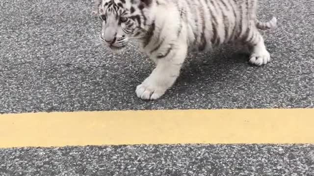 I saw a lost kitten on the road. What kind of cat is it